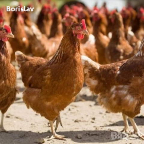 Ломан браун с.Ивански