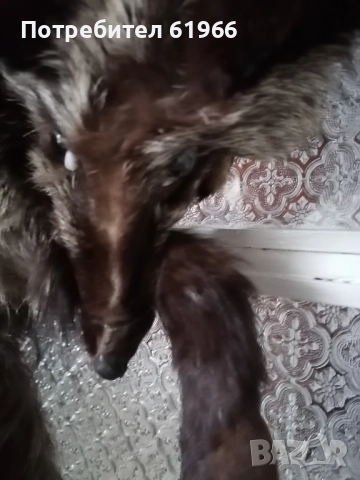 Сребърна богата лисича яка! 