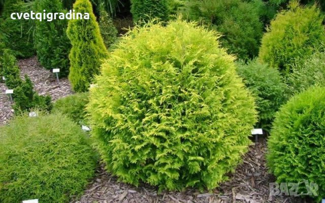 Thuja occ. Golden Globe(Туя златен глобус), снимка 2 - Градински цветя и растения - 37492431