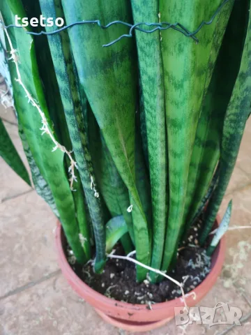 Рицарски меч Сансевиера Sansevieria trifasciata, снимка 2 - Стайни растения - 56122042