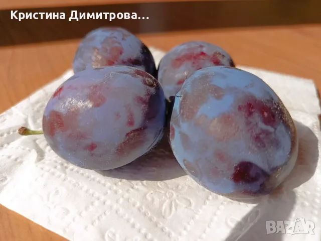 Сини сливи „Стенли“.