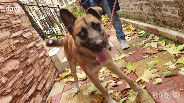 Страхотен Шарено-Очко търси Дом, снимка 3 - Други - 52578048