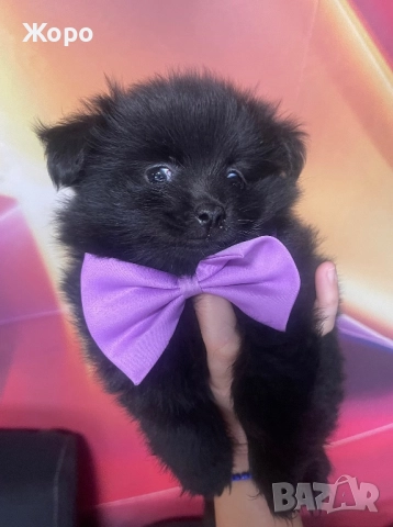 Померан-мини шпиц момче, снимка 1