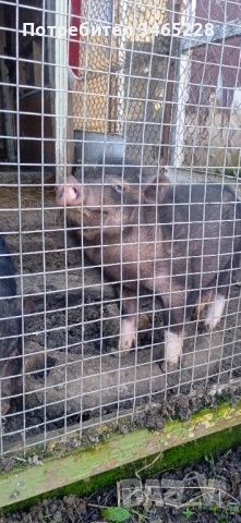 Мъжко виетнамско прасенце 