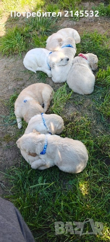 Голдън ретривър (Golden retriever) кученца , снимка 6 - Голдън ретривър - 54328992