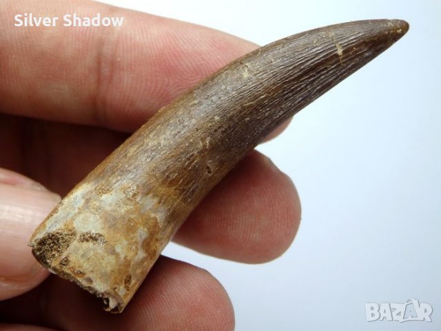 Фосилен зъб на Плезиозавър Zafarasaura Oceanis - Късна Креда (66 - 105.5 Ма), снимка 2 - Колекции - 37432701