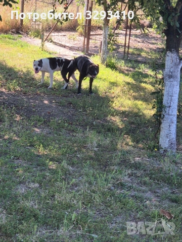 Бебета питбул-териер, снимка 8 - Питбул - 51898864