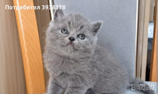 Британско коте женско, снимка 3 - Британска късокосместа - 56274206