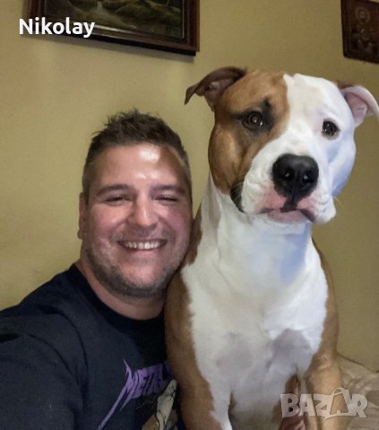 Търси женска. Американски питбул., снимка 2 - Питбул - 42910878
