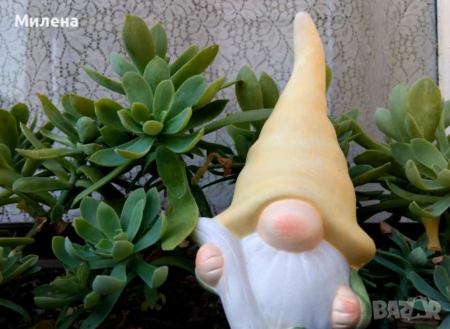 Седум Палмери, снимка 12 - Градински цветя и растения - 49446517