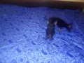 Мини пинчер.... , снимка 2