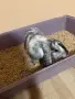 Клепоухо декоративно зайче , снимка 3