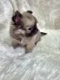 чихуахуа момиченце , снимка 3