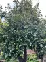 Домашни круши от собствен двор, снимка 2
