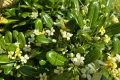 Питоспорум (Pittosporum) – Вечнозелена елегантност и неповторим аромат, снимка 2