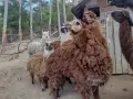 Семейство Алпаки, снимка 4