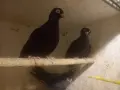 гълъби на въртене, снимка 2