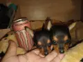 Мини пинчерче женско ПОСЛЕДНО!, снимка 2