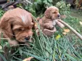 Куче кокер шпаньол, снимка 4