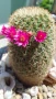 Кактус Мамилария, снимка 3