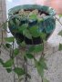 Красиво пълзящо стайно растение- Традесканция, снимка 4