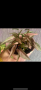 Сингониум, снимка 1 - Стайни растения - 44699104