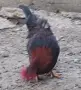 Петле , Петел Малайзиатска Сарама , снимка 8