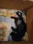 кокер шпаньол момиче на 2 месеца, снимка 2