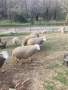 Три ялови овце , снимка 4