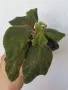 колерия kohleria Rongo , снимка 3
