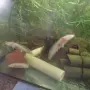 Аксолотъл/Амбистома , снимка 2