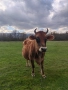 Крава Джарсе , снимка 5