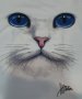 Страхотна нова дамска бяла тениска с 3D принт Котка със сини очи, снимка 8
