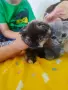 Прекрасни Шотландски Клепоухи котенца (Scottish Fold), снимка 1