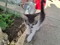 Подарявам малки котета на два месеца. Перник кв Тева., снимка 2