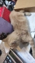 Подаряваме малко коте,на около месец, снимка 3