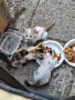 Спешно търсим осиновители за изхвърлени в кашон малки котенца , снимка 1