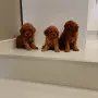 Мини Пуделчета*, снимка 3