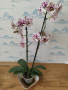 орхидея, снимка 1 - Стайни растения - 44718206