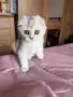 Шотландски котета , снимка 7