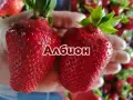 Предлагам разсад ягоди!, снимка 6