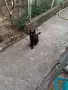 Две бездомни котета , снимка 16