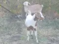 Продавам 2 женски ярета, снимка 4