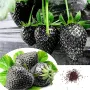 100 семена от плод черна ягода органични плодови ягодови семки от вкусни черни ягоди отлични плодове, снимка 9