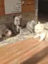 Френски булдог - вижуал Флъфи, снимка 5