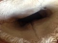 Farasion дамски зимни ботуши 39 естествена кожа цвят Camel стил UGG, снимка 4
