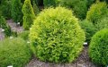 Thuja occ. Golden Globe(Туя златен глобус), снимка 2