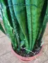 Рицарски меч Сансевиера Sansevieria trifasciata, снимка 2