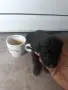 мини пудели момче и момиче, снимка 9