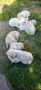 Голдън ретривър (Golden retriever) кученца , снимка 6